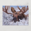 Recherche de jackson hole cartes postales Grand teton