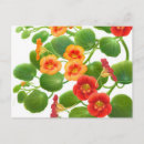 Recherche de nasturtiums cartes postales Jardin