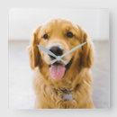 Suche nach golden retriever wanduhren Welpe
