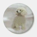 Recherche de le caniche standard magnets Miniature