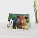 Suche nach färsen postkarten Kalb