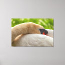 Suche nach schwan leinwandbilder Natur
