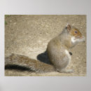 Suche nach horatio poster Tiere