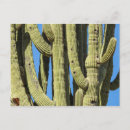 Suche nach saguaro postkarten Arizona
