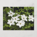 Recherche de cornus cartes postales Blanc