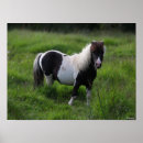Suche nach shetland pony poster Rasse