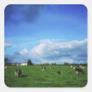 Suche nach holsteiner rinder aufkleber Weide