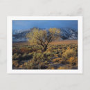Recherche de grand format cartes postales Arbre