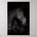 Recherche de étalon noir posters Photographie