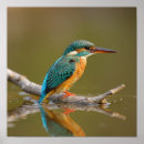 Suche nach kingfish poster Tierwelt