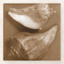 Recherche de coquilles dessous de verres Coquille de conque