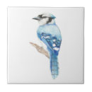 Suche nach blaues jay fliesen Vogel