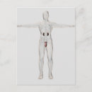 Recherche de testicules cartes postales Génital