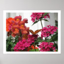 Suche nach orange schmetterling poster Botanisch