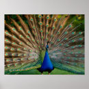 Suche nach pfau schwanz poster Bunt