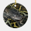 Suche nach python ornamente Tier