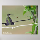 Suche nach hummingbird poster Bird watching