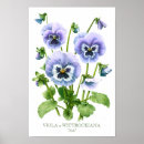 Suche nach stiefmütterchen poster Lila blume