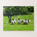 Recherche de berger photographie Ferme