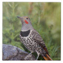 Suche nach nordstern fliesen Usa