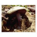 Suche nach lila pilz poster Wälder