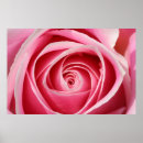 Suche nach dunkle rose poster Rosa