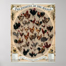 Suche nach roosters poster Chickens