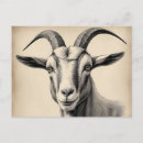 Recherche de muet cartes postales Animal