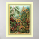 Recherche de haeckel posters Muscinae