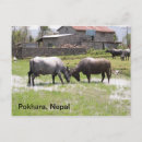 Recherche de animal familier cartes postales Animaux familiers