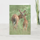 Suche nach kitze karten Wild lebende tiere