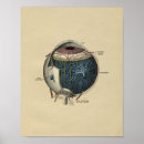 Suche nach menschliches auge poster Anatomie
