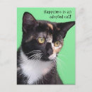 Recherche de adopté cartes postales Chat