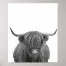 Suche nach highland cow poster Hochlandkuh