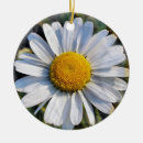 Recherche de fleur marguerite ornements Plante