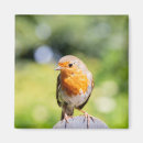 Recherche de rouge gorge magnets Mignon