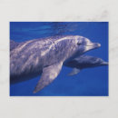 Recherche de riviera maya cartes postales Nager