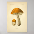 Suche nach orange pilz poster Vintag