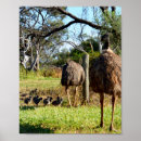Suche nach emus poster Australisch