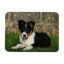 Recherche de bouchers magnets Dog