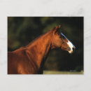 Recherche de pur cartes postales Cheval