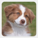 Recherche de australiens de berger autocollants Amoureux des chiens