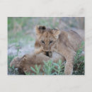 Recherche de panthera Horizontal