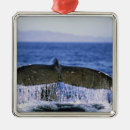 Suche nach buckelwal ornamente Natur