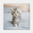 Recherche de chaton de ragondin Mignon