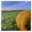 Recherche de balles carreaux Ferme