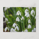 Recherche de chute neige cartes postales Nature