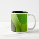 Recherche de bourgeon tasses Plante