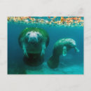Recherche de lamantin cartes postales Floride