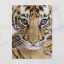 Recherche de chat asiatique cartes postales Tigre